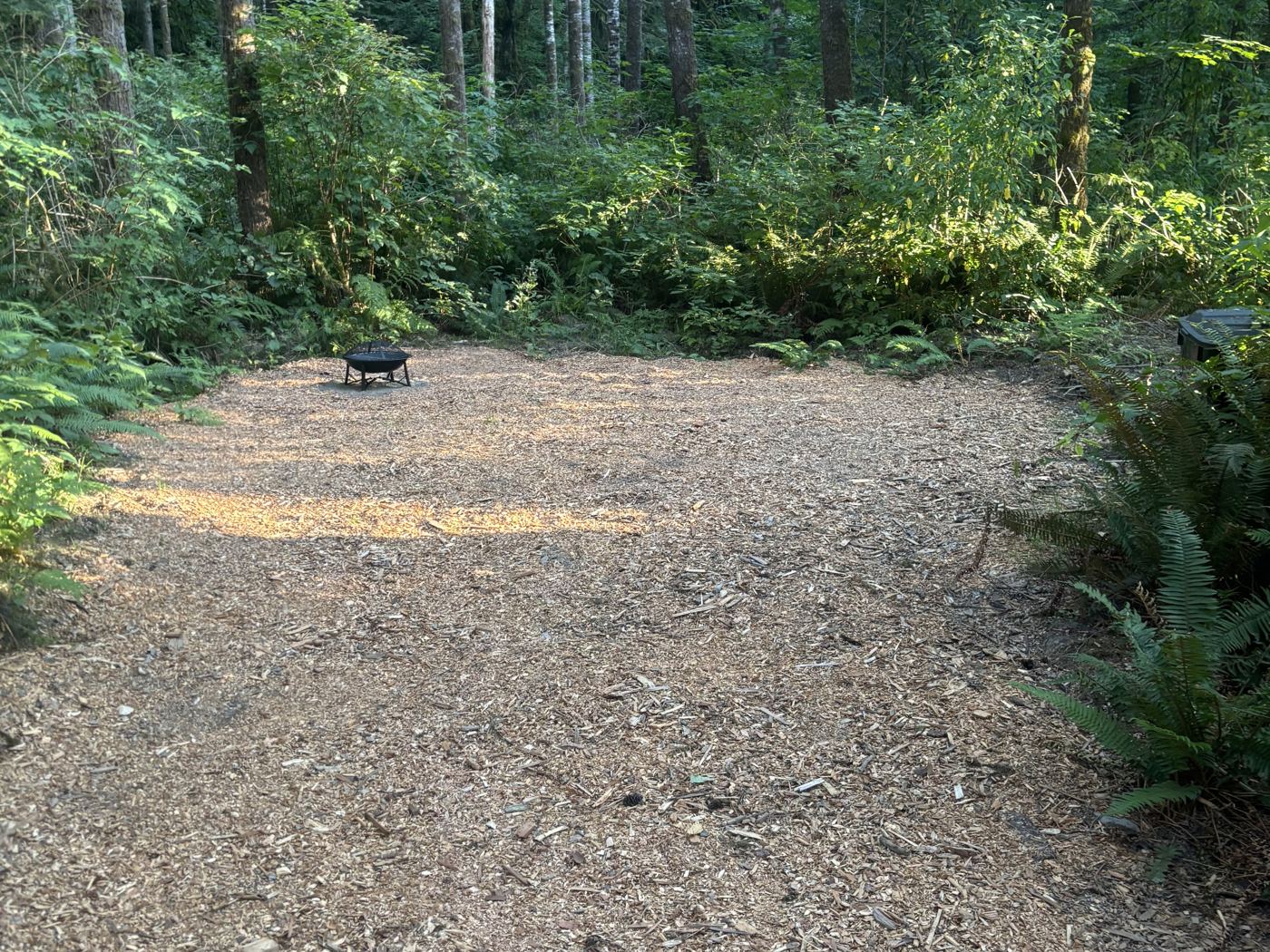 Forest tent site
